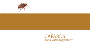 Des cafards dans votre logement